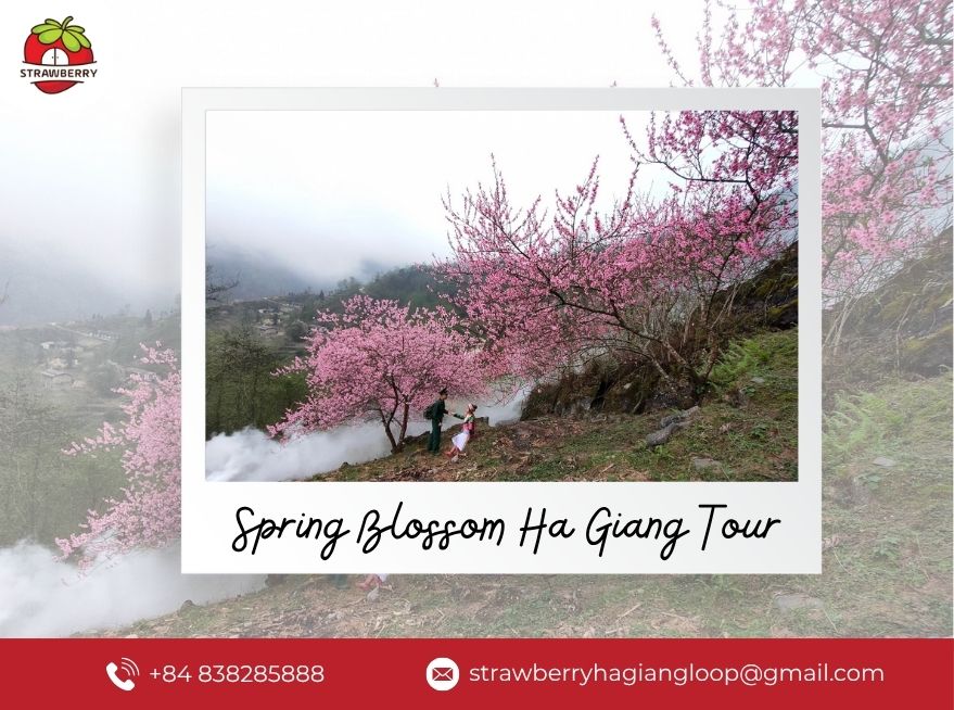spring blossom Ha Giang tour
